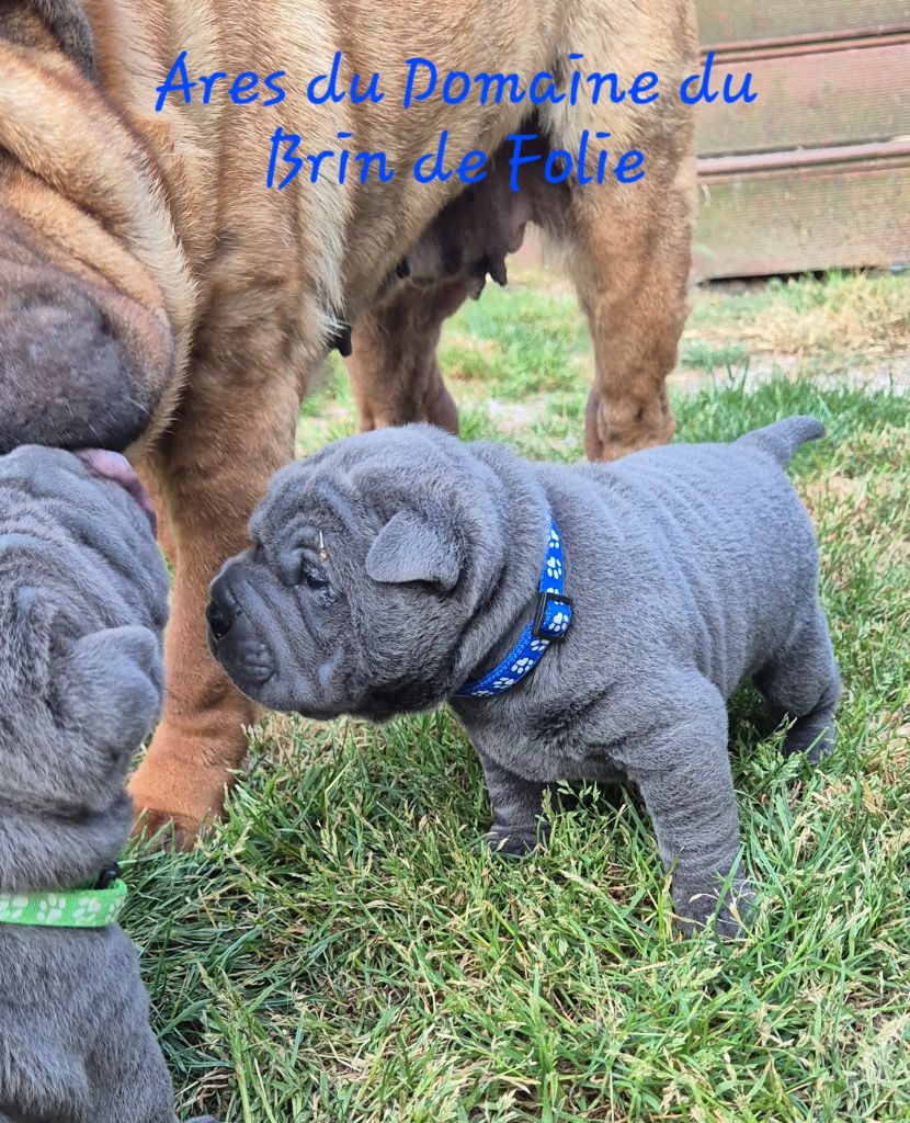 Du Domaine Du Brin De Folie - Chiots disponibles - Shar Pei