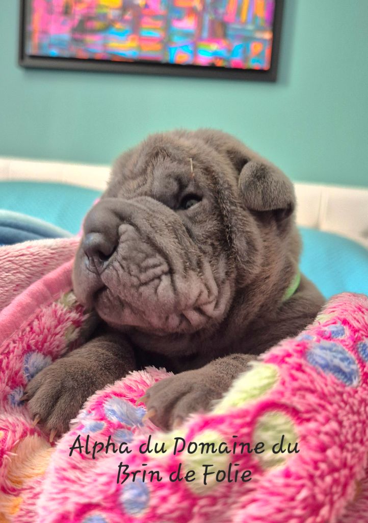 Du Domaine Du Brin De Folie - Chiots disponibles - Shar Pei