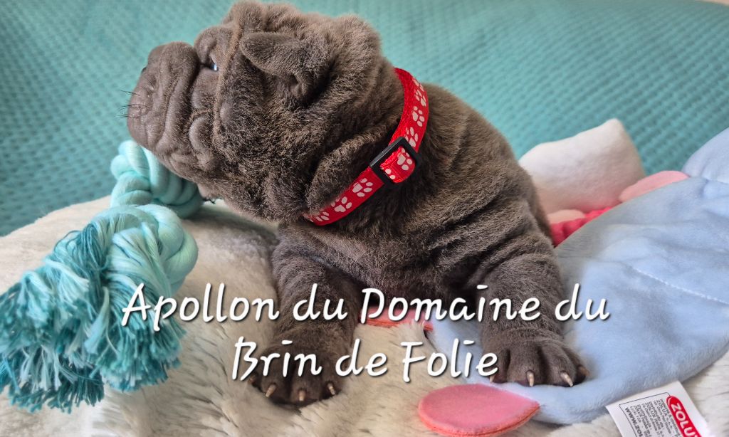 Du Domaine Du Brin De Folie - Chiots disponibles - Shar Pei