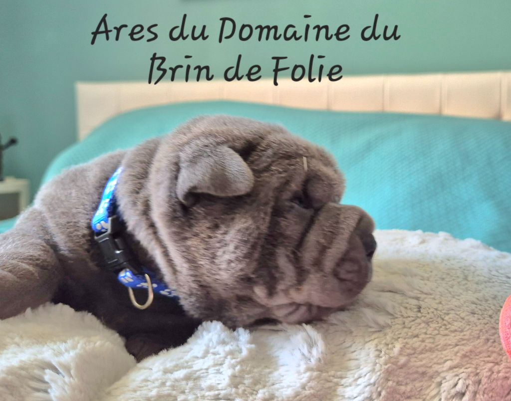 Du Domaine Du Brin De Folie - Chiots disponibles - Shar Pei