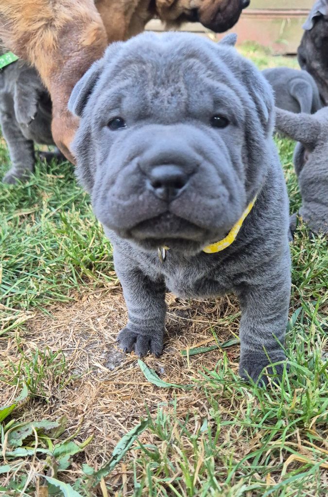 Du Domaine Du Brin De Folie - Chiots disponibles - Shar Pei
