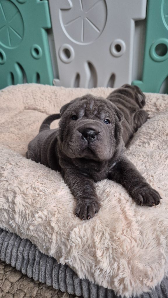 Chiot Shar Pei Du Domaine Du Brin De Folie