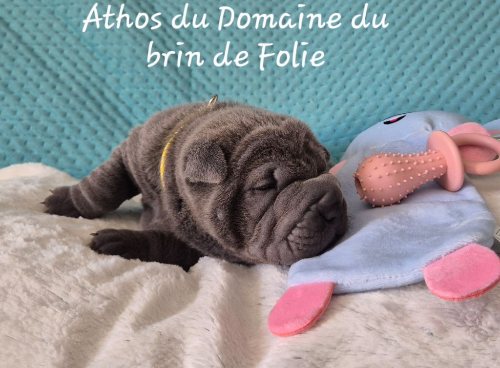 Du Domaine Du Brin De Folie - Chiots disponibles - Shar Pei