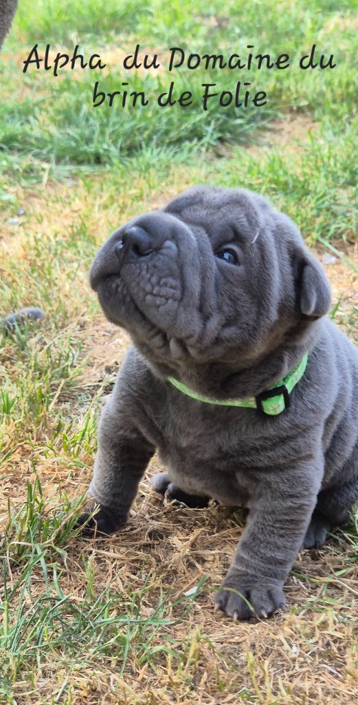 Du Domaine Du Brin De Folie - Chiots disponibles - Shar Pei