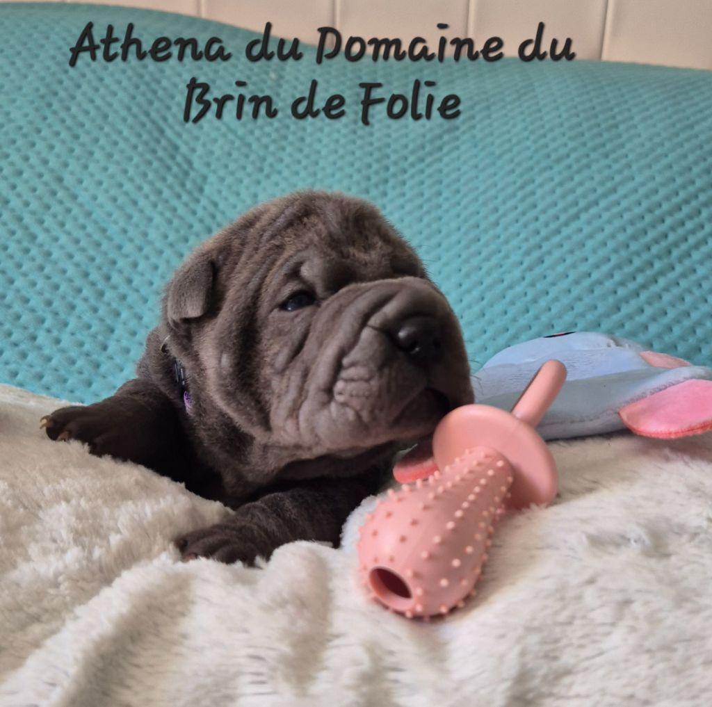 Du Domaine Du Brin De Folie - Chiots disponibles - Shar Pei